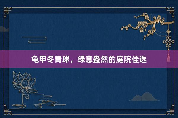 龟甲冬青球，绿意盎然的庭院佳选